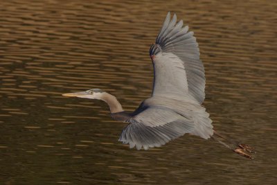 Great Blue Heron, E.L. Huie Ponds