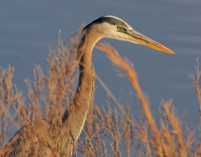 Great Blue Heron, E.L. Huie Ponds