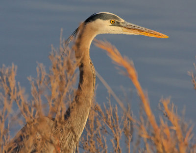 Great Blue Heron, E.L. Huie Ponds