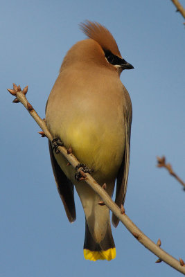 Cedar Waxwing, Near Mercer Wetlands, Atlanta