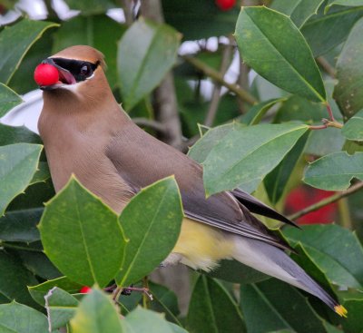 Cedar Waxwing, Near Mercer Wetlands, Atlanta