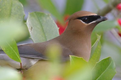 Cedar Waxwing, Near Mercer Wetlands, Atlanta