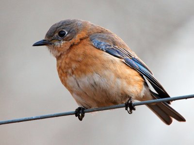 Bluebird, Lilburn