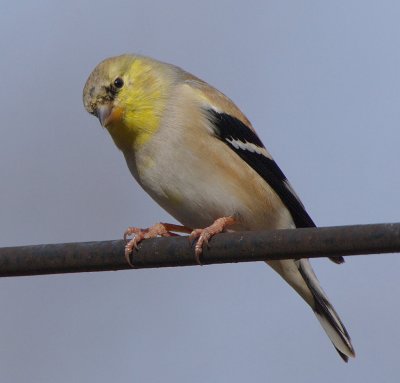 American Goldfinch, Lilburn