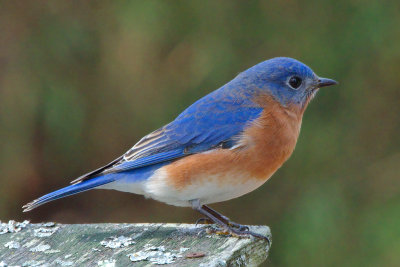 Bluebird, Lilburn