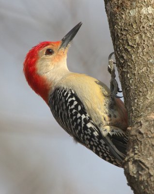 Red-bellied Woodpecker, Lilburn