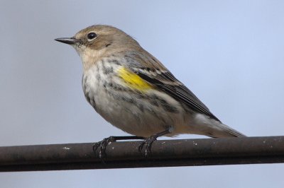 Yellow-rumped Warbler, Lilburn