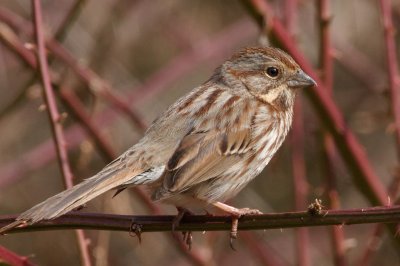 Song Sparrow, Mercer Wetlands