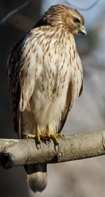 Immature Red-shouldered Hawk, Near Mercer Wetlands, Atlanta