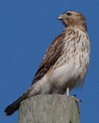 Immature female Red-shouldered Hawk, near Mercer Wetlands, Atlanta