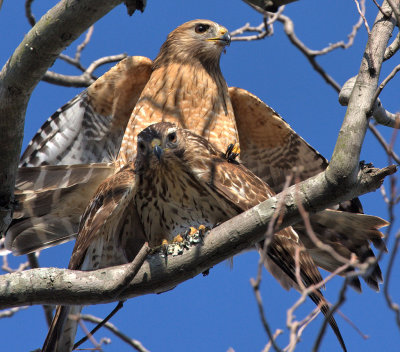 Red-shouldered Hawks mating, near Mercer Wetlands, Atlanta