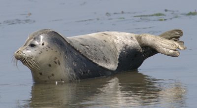Seals and Sea Lions in Elkhorn Slough