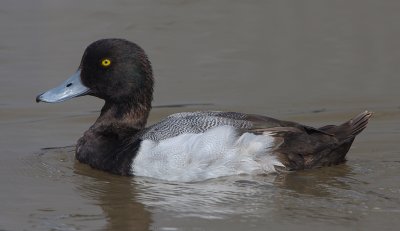 Scaup