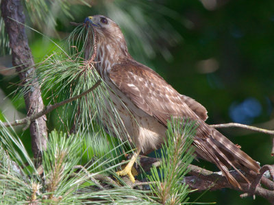 Immature Female Red-shouldered Hawk gathering nest material, Mercer Wetlands