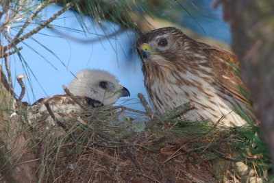 Red-shouldered Hawk mother and chick, Mercer Wetlands