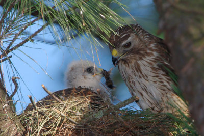 Red-shouldered Hawk mother and chick, Mercer Wetlands