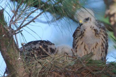 Red-shouldered Hawk chicks, Mercer Wetlands