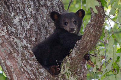 Black Bear Cub