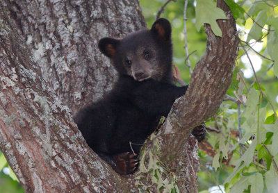 Black Bear Cub