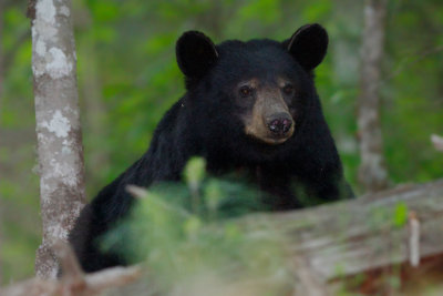 Female Black Bear