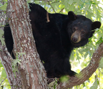 Female Black Bear