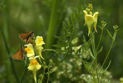 Roadside Beauties