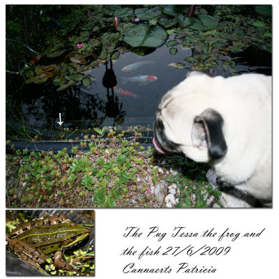 The pug and the frog