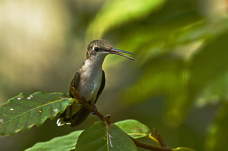 Female Ruby-Throated Hummingbird