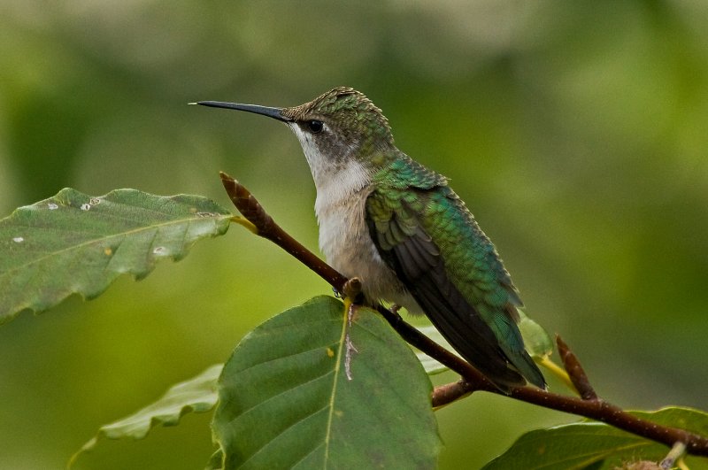 Female Ruby-Throated Hummingbird