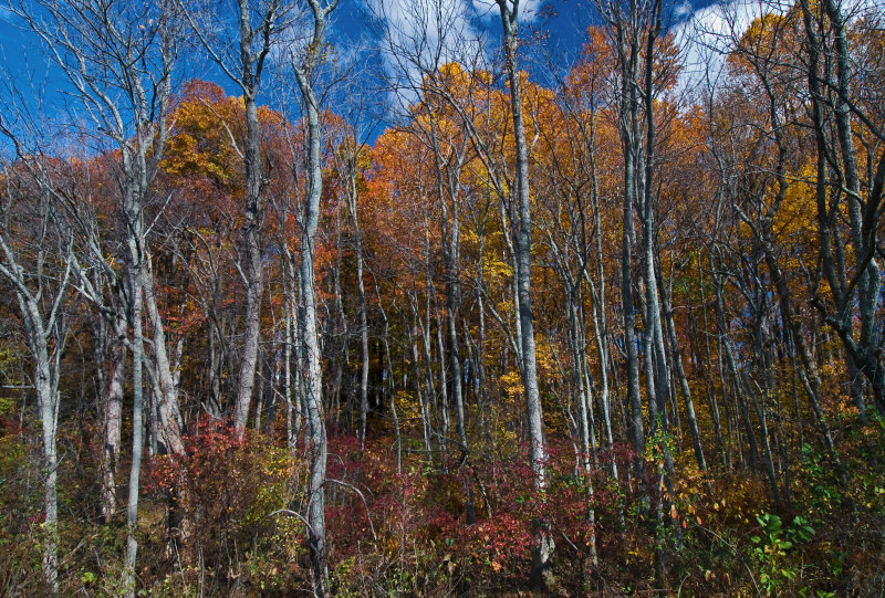 Fall at Leesylvania State Park