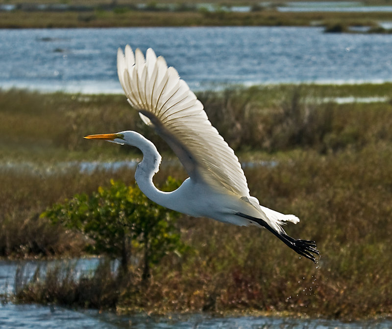 Great Egret