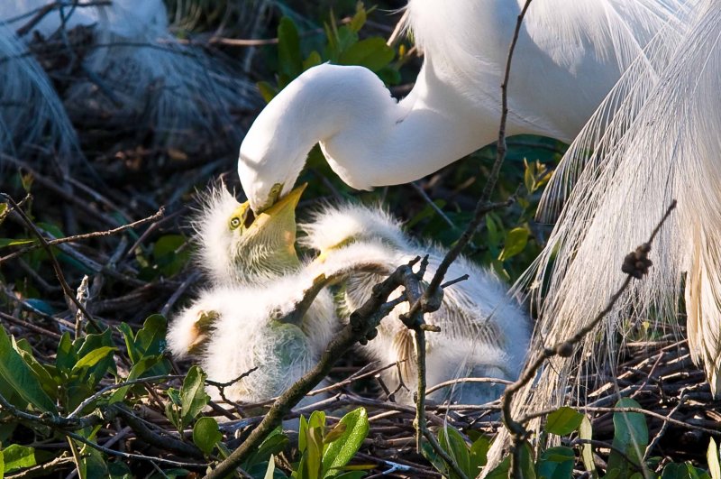 Great White Egret and Chicks