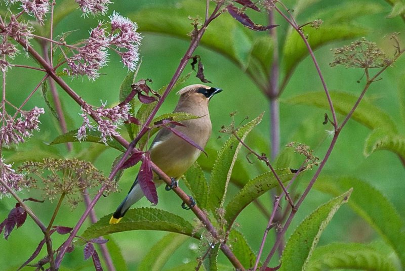 Cedar Waxwing