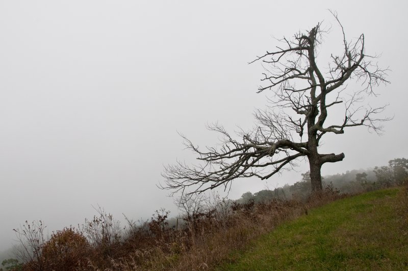Dead Tree against an Early AM Fog