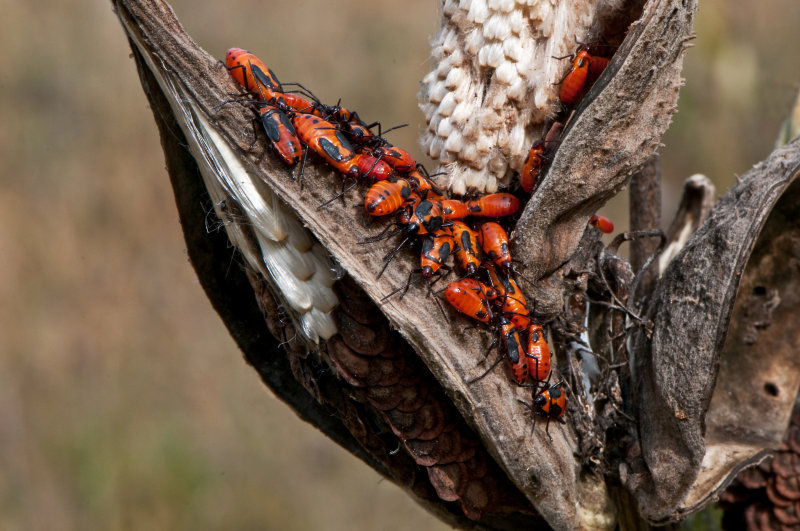 Little Red/Orange Bugs Feasting on a Milk Weed Seed Pod