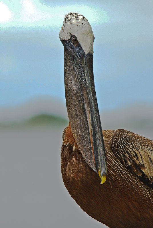 Brown Pelican