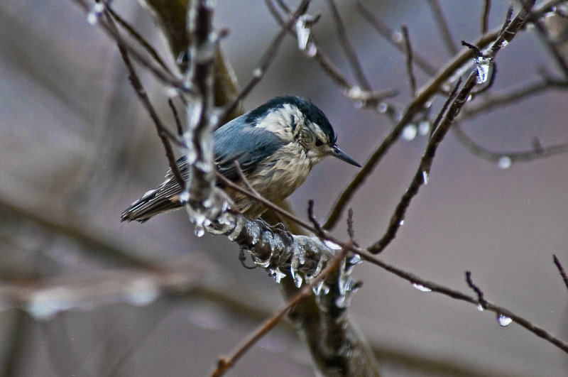 Nuthatch after Ice Storm