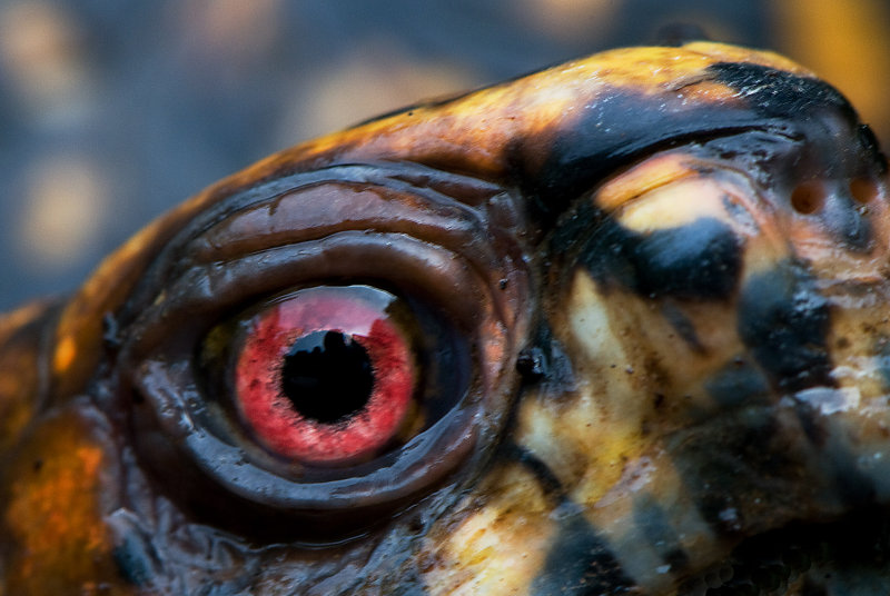 Eastern Box Turtle Eye to Eye