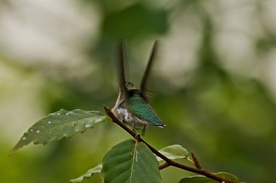 Hummingbird Taking Off--Landing Gear Up