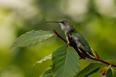 Hummingbird Scratching