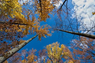 Fall at Leesylvania State Park--Tree Tops on Bushey Trail