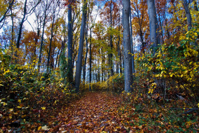 Fall Path at Leesylvania State Park