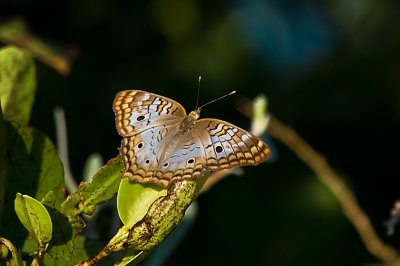 Unknown Butterfly