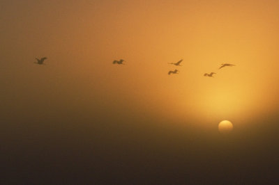 Sandhill Cranes on a Foggy Sunrise Morning