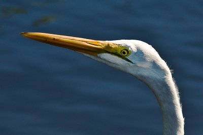 Great Egret