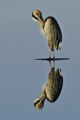 Great Blue Heron and Its Reflection in a Still AM Pond
