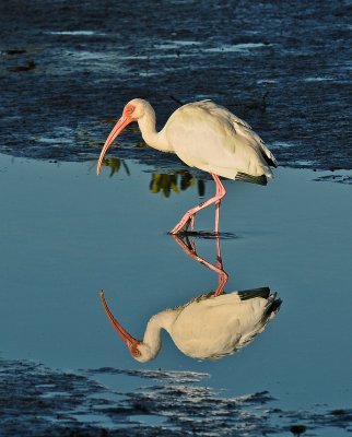 Ibis and its Relection