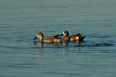 Blue-Winged Teals