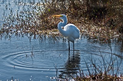 Great Egret with a Small Catch