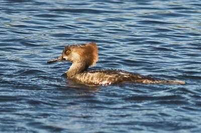 Female (and wet) Hooded Merganser